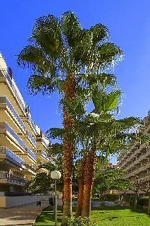 Apartment Rentalmar Ventura And Village Park Families Only *